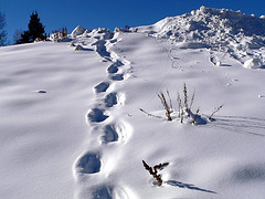 3214318748_2ff744f887_m