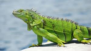 iguana