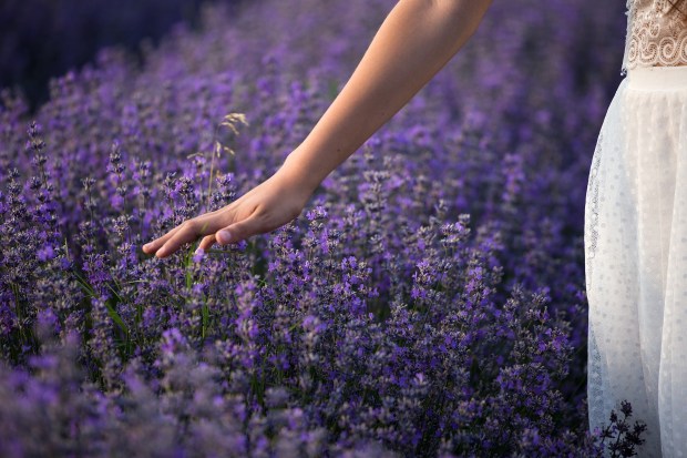 lavender-3576129_1920